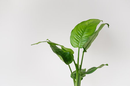 Dieffenbachia, a popular indoor plant, stands in a pot on a table. Caring for indoor plants. Place for descriptionの写真素材
