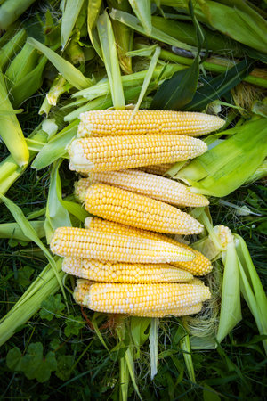 Collecting young corn in summer. Harvesting from the vegetable garden. agriculture. close-upの写真素材