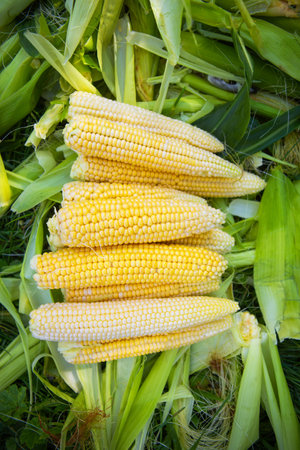 Collecting young corn in summer. Harvesting from the vegetable garden. agriculture. close-upの写真素材