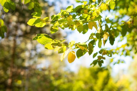 Beautiful autumn landscape with yellow trees and sun. colorful leaves in the park. autumn season...