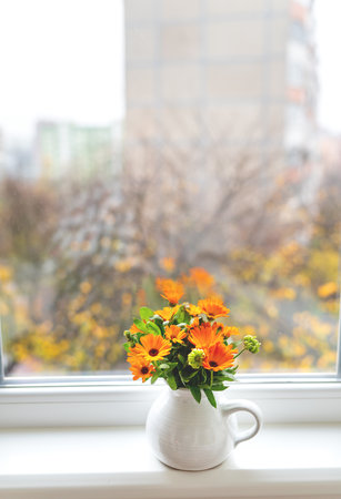 A bouquet of bright calendula in a milk vase stands on the windowsill, bright autumn with a windowの写真素材