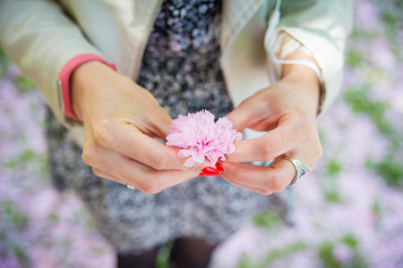 Beautiful flowering Japanese cherry - Sakura. Flowers in women's hands on a spring day.の写真素材