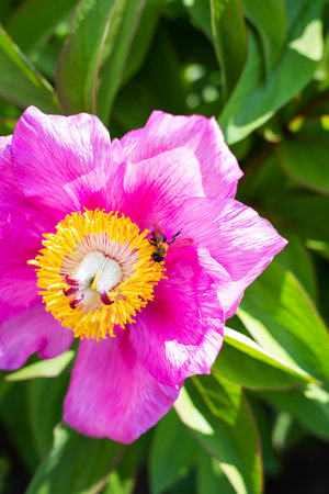 Beautiful pink peony flower with pollinator wasp. Summer is blooming and fragrantの写真素材