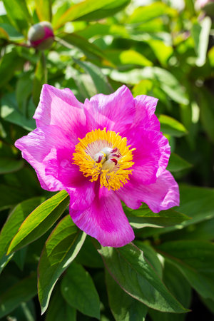 Beautiful pink peony flower. Summer is blooming and fragrant. Close up, vertical photoの写真素材