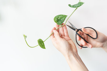 Golden pothos or Epipremnum aureum on the wall in the bedroom. Pruning a flowerpot with steel...