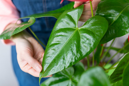 The girl wipes the large green leaves near the anthurium flowerpot from dust, the shine of the leaf. Care and trimming of flowerpots at homeの写真素材