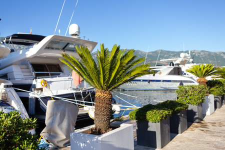 A very beautiful palm tree in the middle of the yacht parking on the pier in Montenegro. Travel, vacation, vacation at seaの写真素材