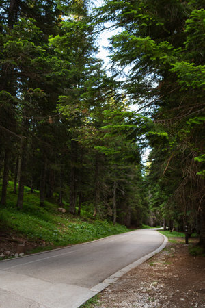 Very beautiful road in the forest. Dense forest in Durmitor National Park, Montenegroの写真素材