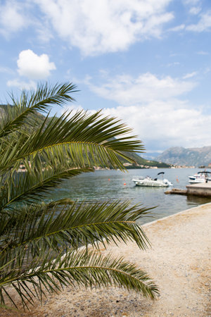 Palm trees near the Bay of Kotor in Montenegro. Beautiful view of the sea and yachtsの写真素材