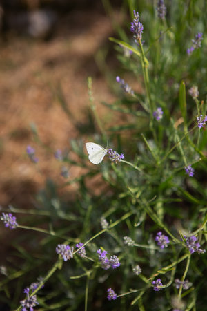 Lavender flower field, a small white butterfly sits on a purple flowerの写真素材