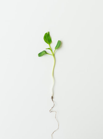 Small pepper seedling, green seedling isolated on white background pulled from the ground. Preparation for disembarkationの写真素材