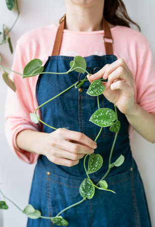 Golden pothos or Epipremnum aureum in the hands of a girl. Cutting a flowerpot with steel scissors, caring for flowerpots at homeの写真素材