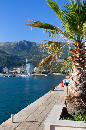 A very beautiful palm tree in the middle of the yacht parking on the pier in Montenegroの写真素材