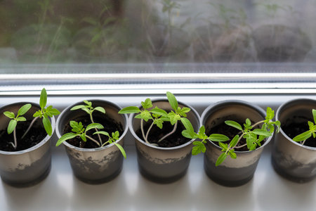 A plastic cup with soil in which young tomatoes green are placed for seedlings. Young seedlings stand near the window on the windowsillの写真素材