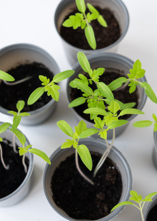 agricultural background. We grow tomato seedlings at home. Rooted tomato sprouts on a white wooden table. Ready for boardingの写真素材