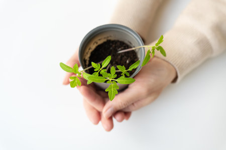 We grow tomato seedlings at home. A female hand holds a tomato sprout with roots in a plastic cup. Agricultural preparatory worksの写真素材