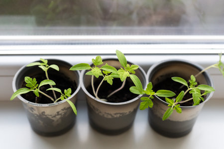 Growing vegetables on the windowsill in the house, young tomatoes in plastic cups on the window. Healthy seedlings, hobby gardeningの写真素材