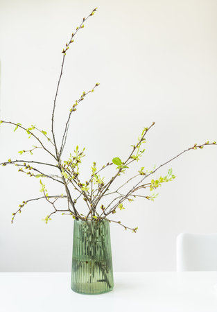 Young blooming branches of a cherry tree in a glass green vase on a white table in the interiorの写真素材