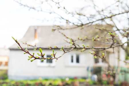 warm sunny spring. Green leaves on the branches of an apple tree on the background of a house in the gardenの写真素材