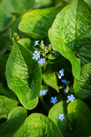 An unforgettable macro flower with bright green leaves in the sun. Blue flowers on a green background. Blooming flowers nature backgroundの写真素材