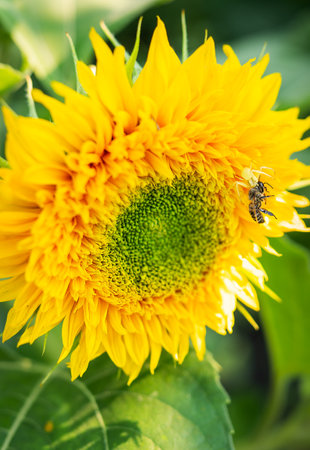 A yellow spider has caught its prey and is holding a wasp sitting on a sunflower in its tentacles. Macro shooting, close-up. Useful insects in agriculture. Sunflower plantationの写真素材