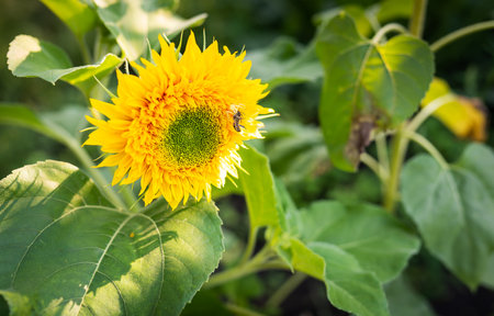 A yellow spider has caught its prey and is holding a wasp sitting on a sunflower in its tentacles. Beautiful sunlight on a sunflower plantationの写真素材