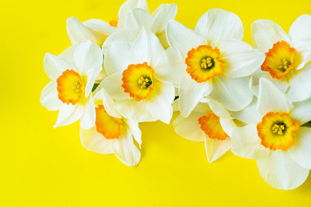 Bouquet of bright white and yellow daffodils on a yellow background with copy spaceの写真素材