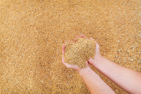 Woman farmer checks the quality of barley grain after harvest holding the grain in her palms. Agriculture, business, harvestの写真素材