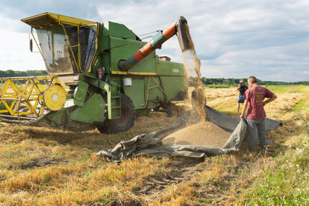 Harvest, farmers look at the harvest. The combine harvester pours out ripe wheat and barley. Agriculture, grain is already being unloaded on the ground. Problems with lack of bread, hungerのeditorial素材