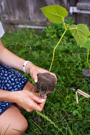Young green paulownia tree. Cultivation of flowering trees by a gardener on an industrial scale. The process of extracting the tree from the containerの写真素材