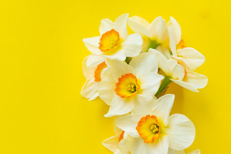 A bouquet of yellow daffodils flowers isolated on a yellow background. Flat lay, top view. Place for inscriptionsの写真素材