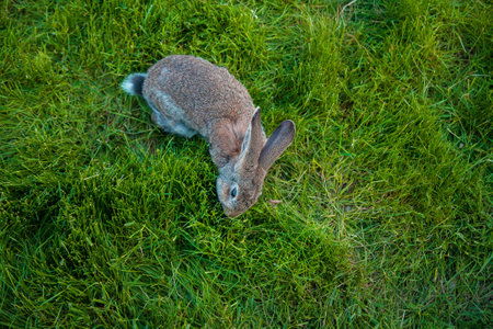 One rabbit eats grass in the gardenの写真素材