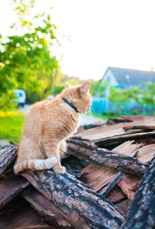 red-haired cat sitting on a summer woodの写真素材