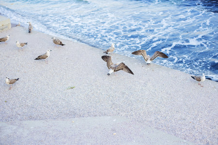 A young girl is feeding a flock of seagulls. Sun, summer, seaの写真素材