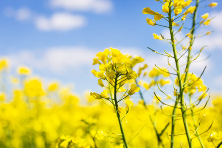 Beautiful yellow rapeseed field with a beautiful blue sky. biofuel concept. Blur, place for an inscriptionの写真素材