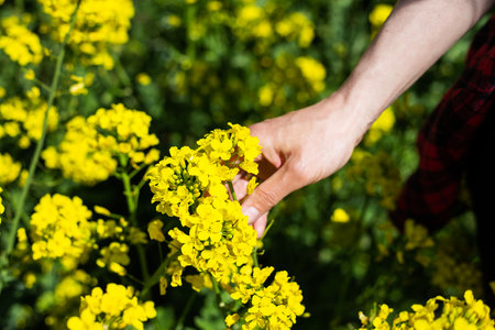 A farmer checks the harvest of a rapeseed field. rural state. Biofuel conceptの写真素材