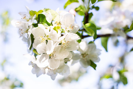 Beautiful white flowers on an apple tree branch against a blurred garden. Spring, floweringの写真素材