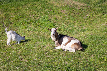 Funny goats standing among the green field, animal grazing. Rural economy. Mom and child lie on the grassの写真素材