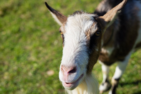 The goat looks into the camera, the goat stands among the green field, grazing the animal. Rural economy. close-upの写真素材