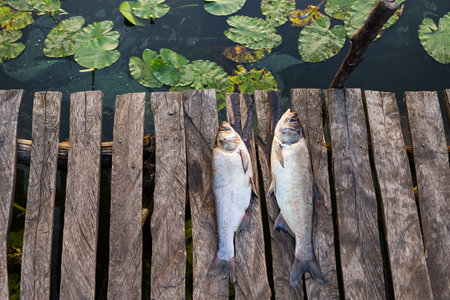 Fishing, process, outdoor recreation. The catch lies on a wooden pierの写真素材