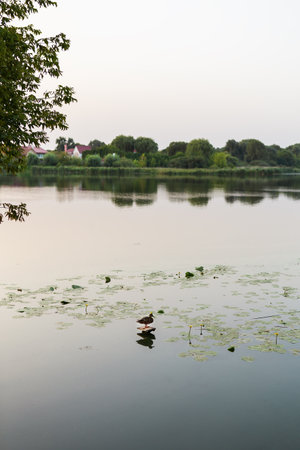 A wild mallard duck standing near a pond on the bank of a river. Against the background of water lilies bloomの写真素材