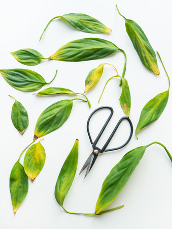 Home plant care, pruning yellow and dry spathiphyllum leaves, close-up. Lots of leaves on the table along with black scissorsの写真素材