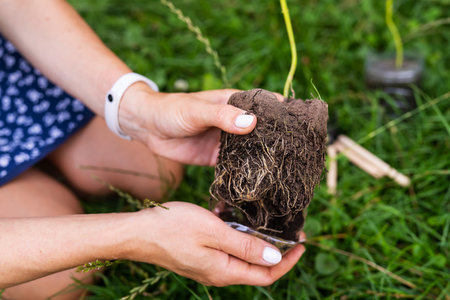 The process of planting paulownia, the root system in the hands of the gardener. Young green paulownia tree, breeding flowering trees by a gardenerの写真素材