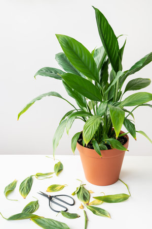 Houseplant care, pruning yellow and dry spathiphyllum leaves. A large potted spathiphyllum is on the table along with black scissorsの写真素材
