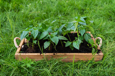 Freshly planted pepper seedlings on a wooden tray. Preparation for planting, the farmer holds in his hands with seedlingsの写真素材