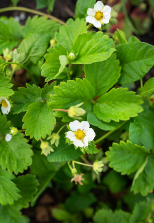 White strawberry flowers in the garden. Strawberry flowers. Farmer growing strawberries, countrysideの写真素材