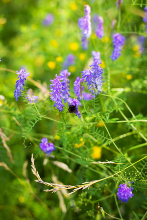 Beautiful multicolored wildflowers, bumblebee sitting on flowers, pollination of flowers. Spending time outdoors. close-upの写真素材