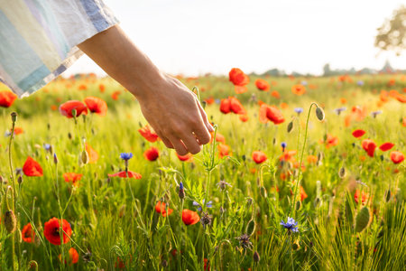 The hands of a young girl hold a poppy in the field. Beautiful field with poppies, cornflowers, wheatの写真素材