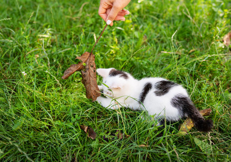 A small black and white kitten plays on the grass with a dry leaf, close-upの写真素材
