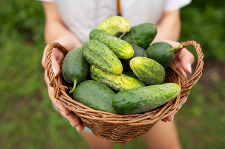 Harvesting cucumbers, the farmer holds a basket of cucumbers in his hands, close-up. agriculture. Summer, harvestの写真素材